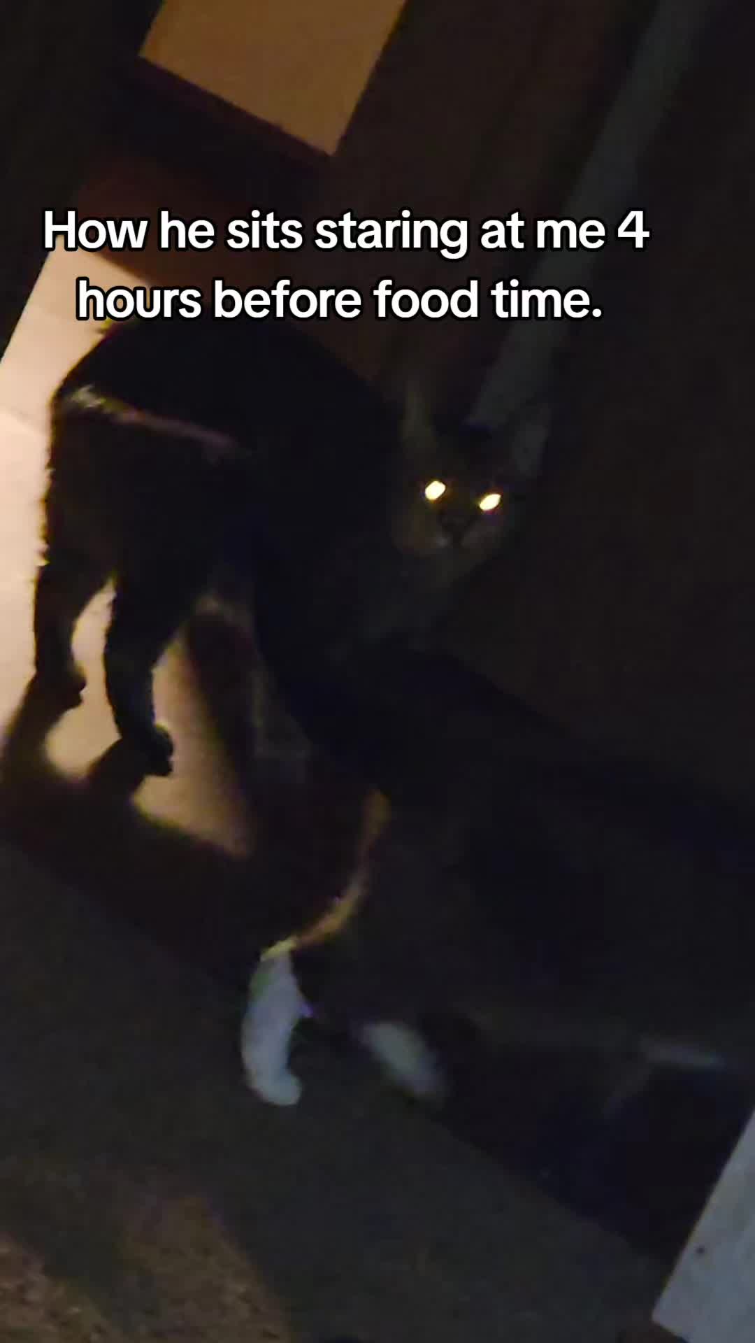 @Vader, Rocko, & Kona