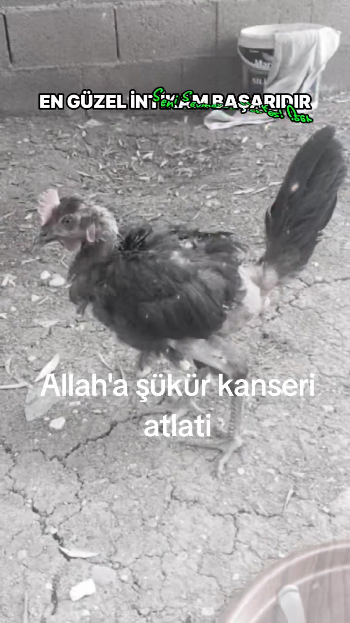 @Seydo 02