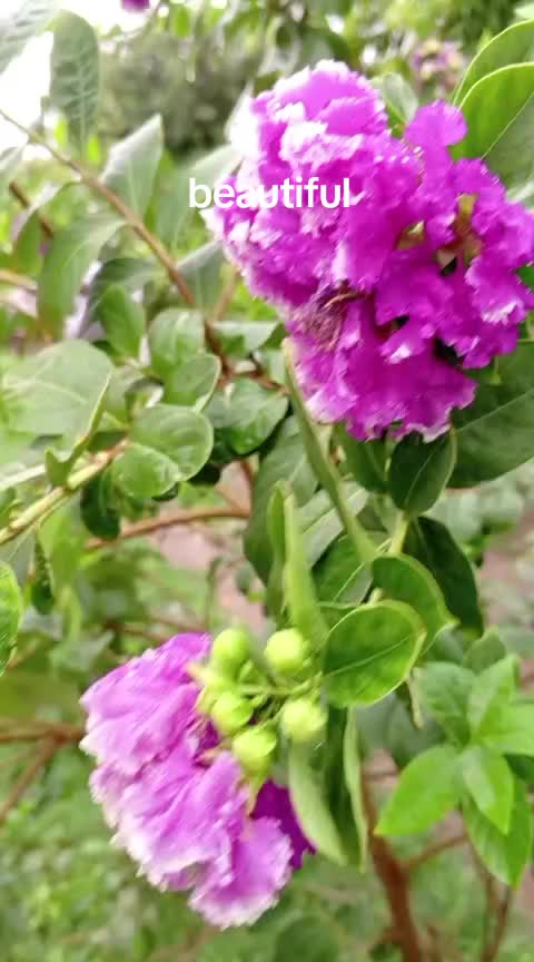 @iqra, Chaudhary