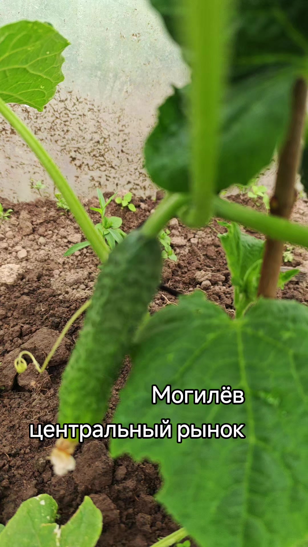 @Картофель Могилёв