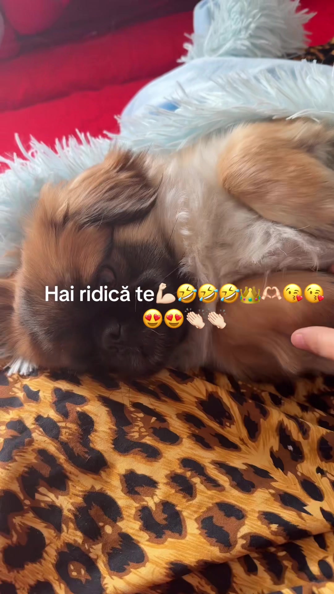 @maria guți