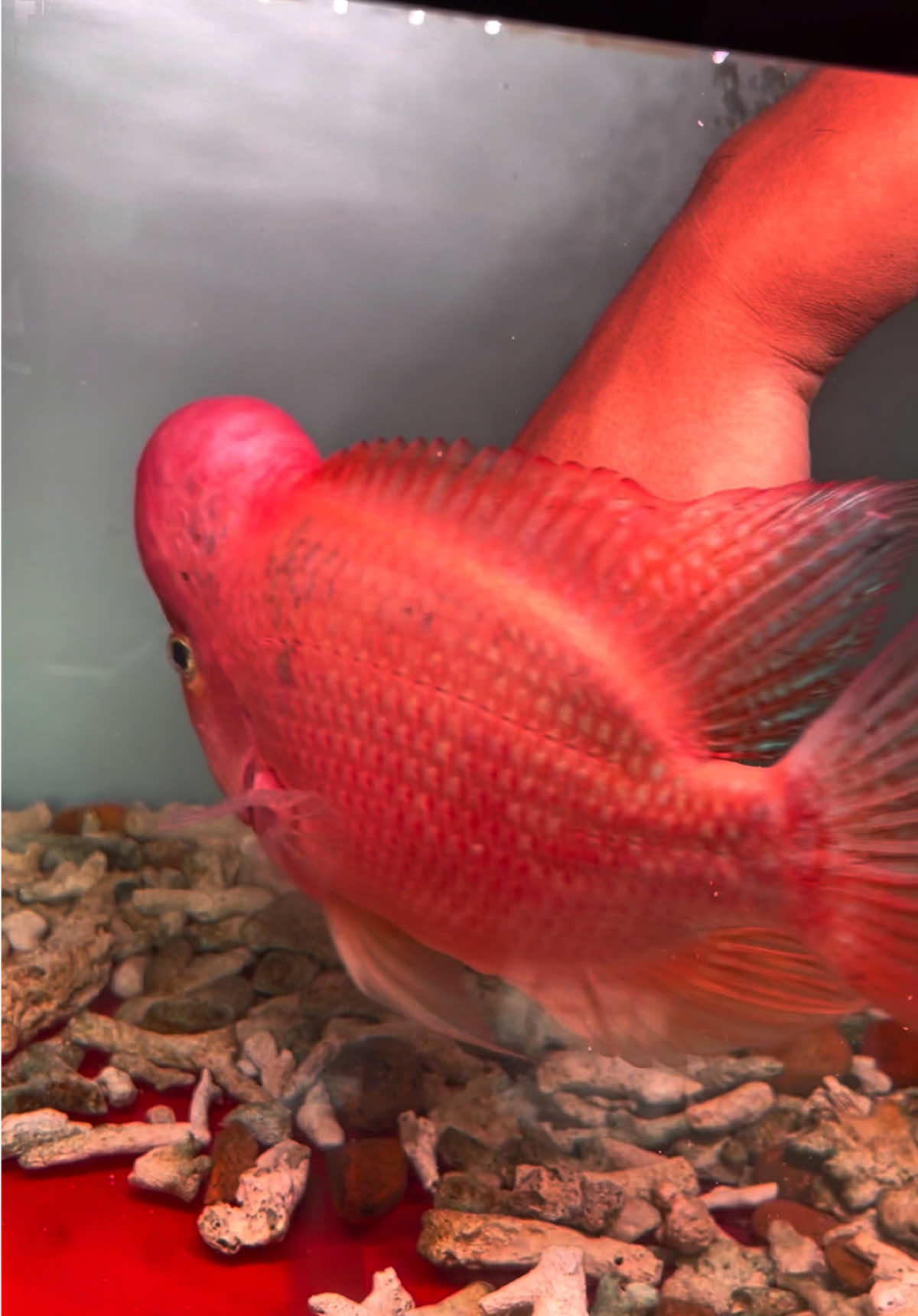 @GBH Hồng Anh