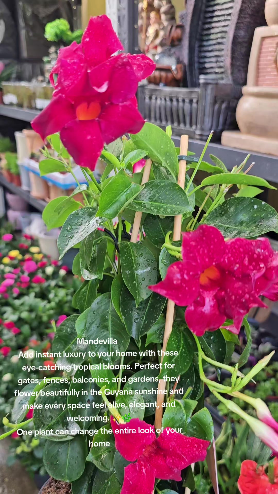 @Ambika's Plant Shop