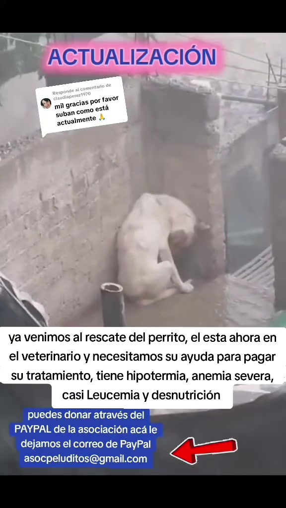 @Asoc. Peluditos