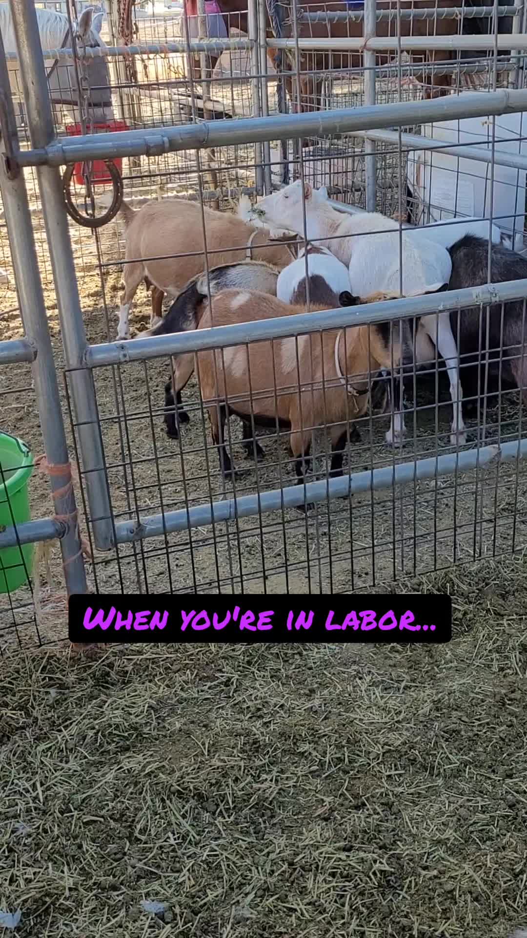 @VioletHorizonsFarm