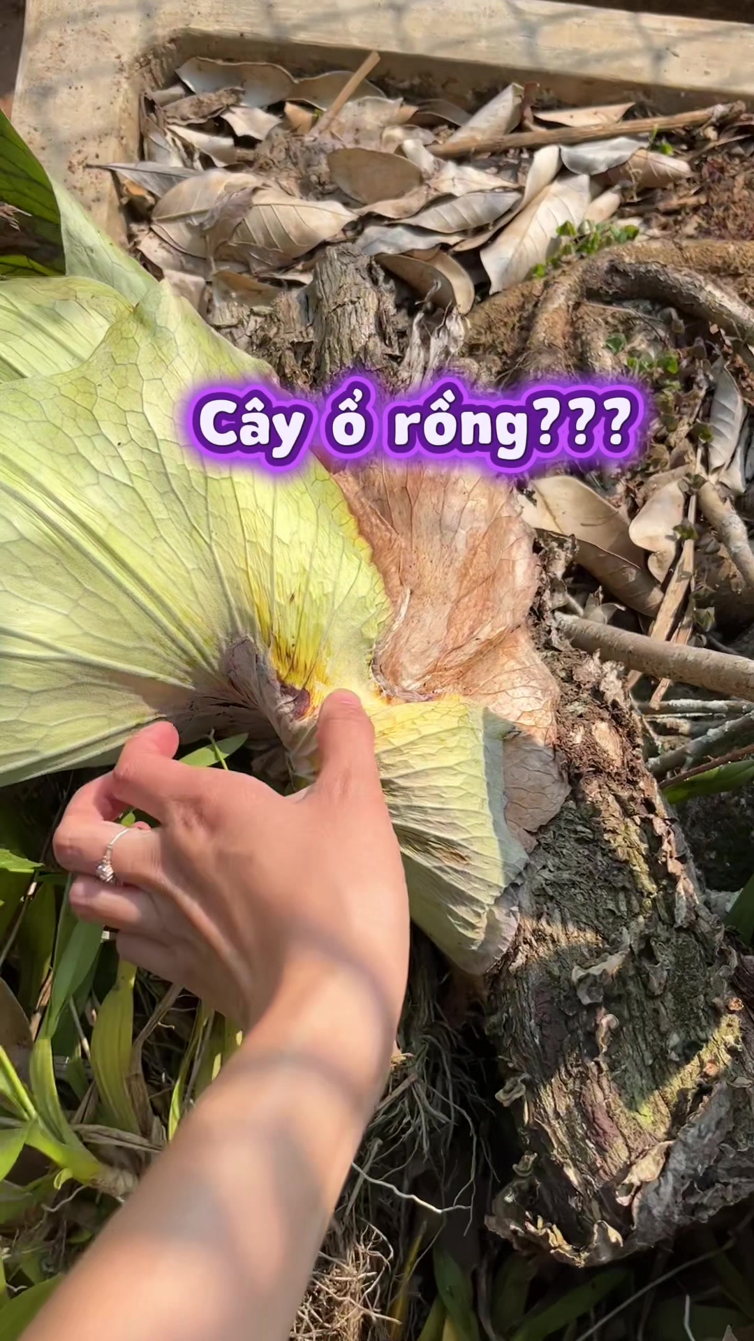 @ThaoJi