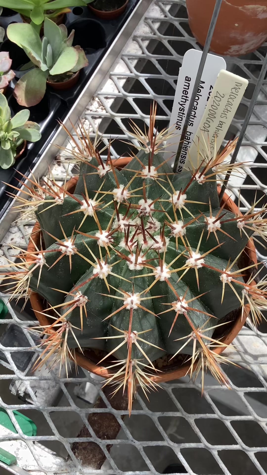 @bsu greenhouse