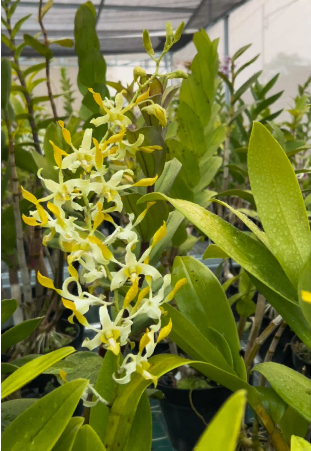 @Anggina Orchid