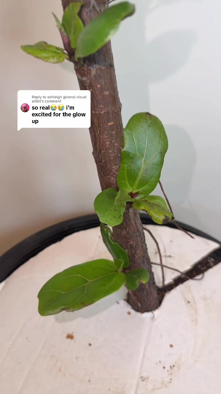 @Plantpusherr