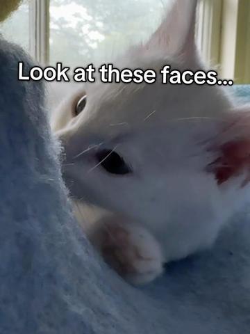 @North Toronto Cat Rescue