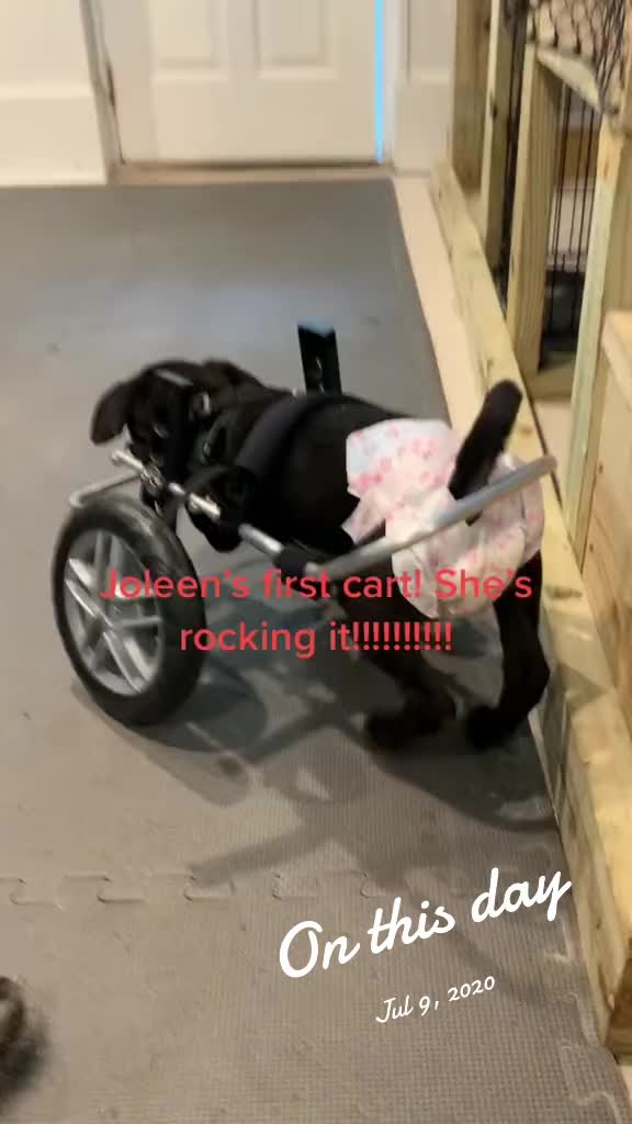 @dogmom76