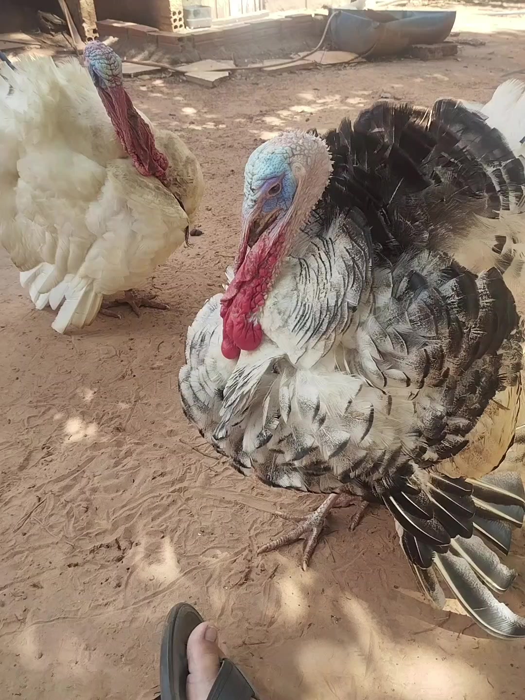 @goose.gang