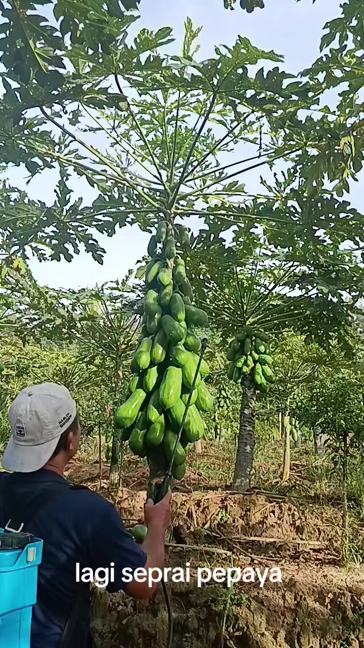 @Syafrizal , tanjuang