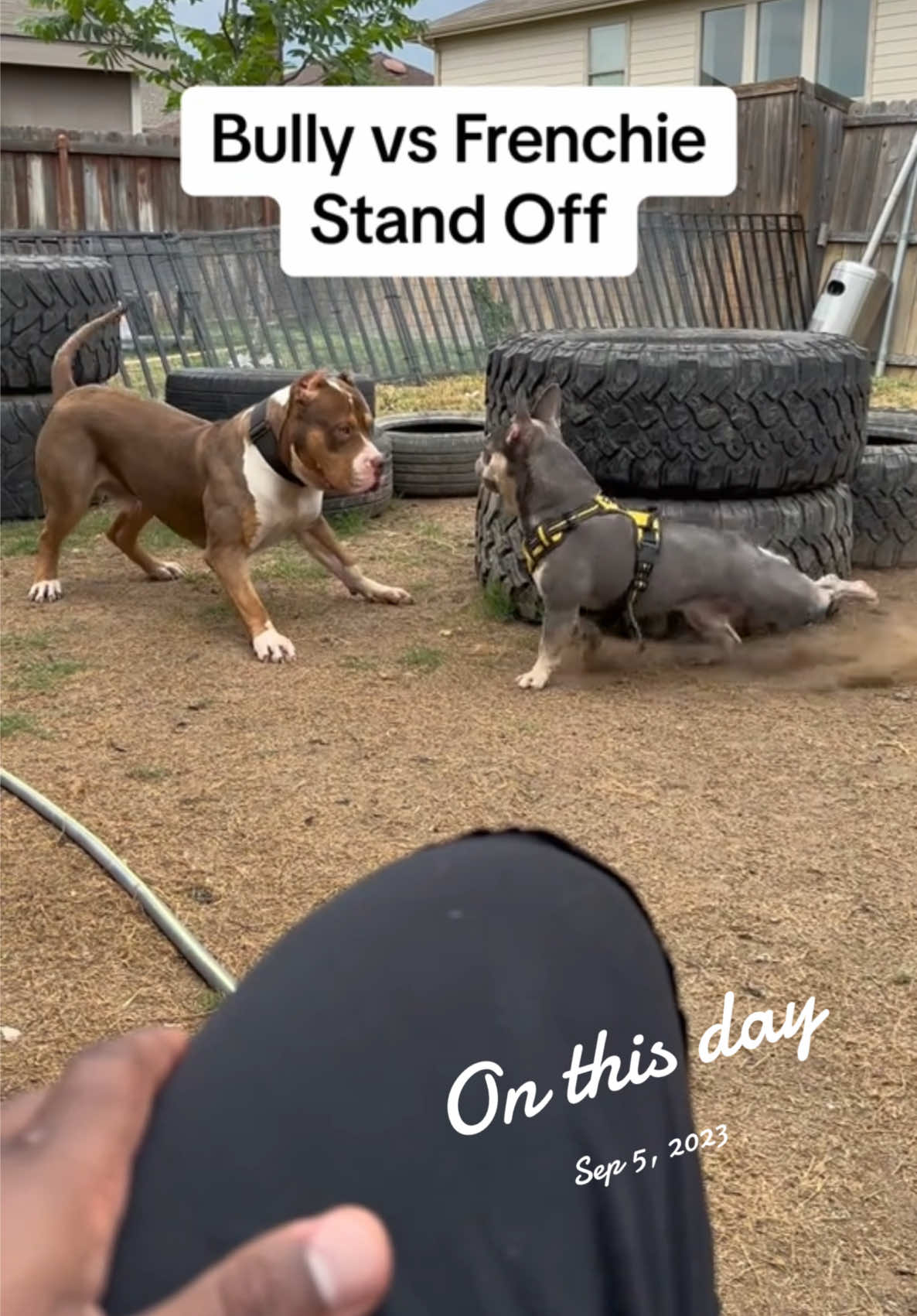 @Better Best Dog