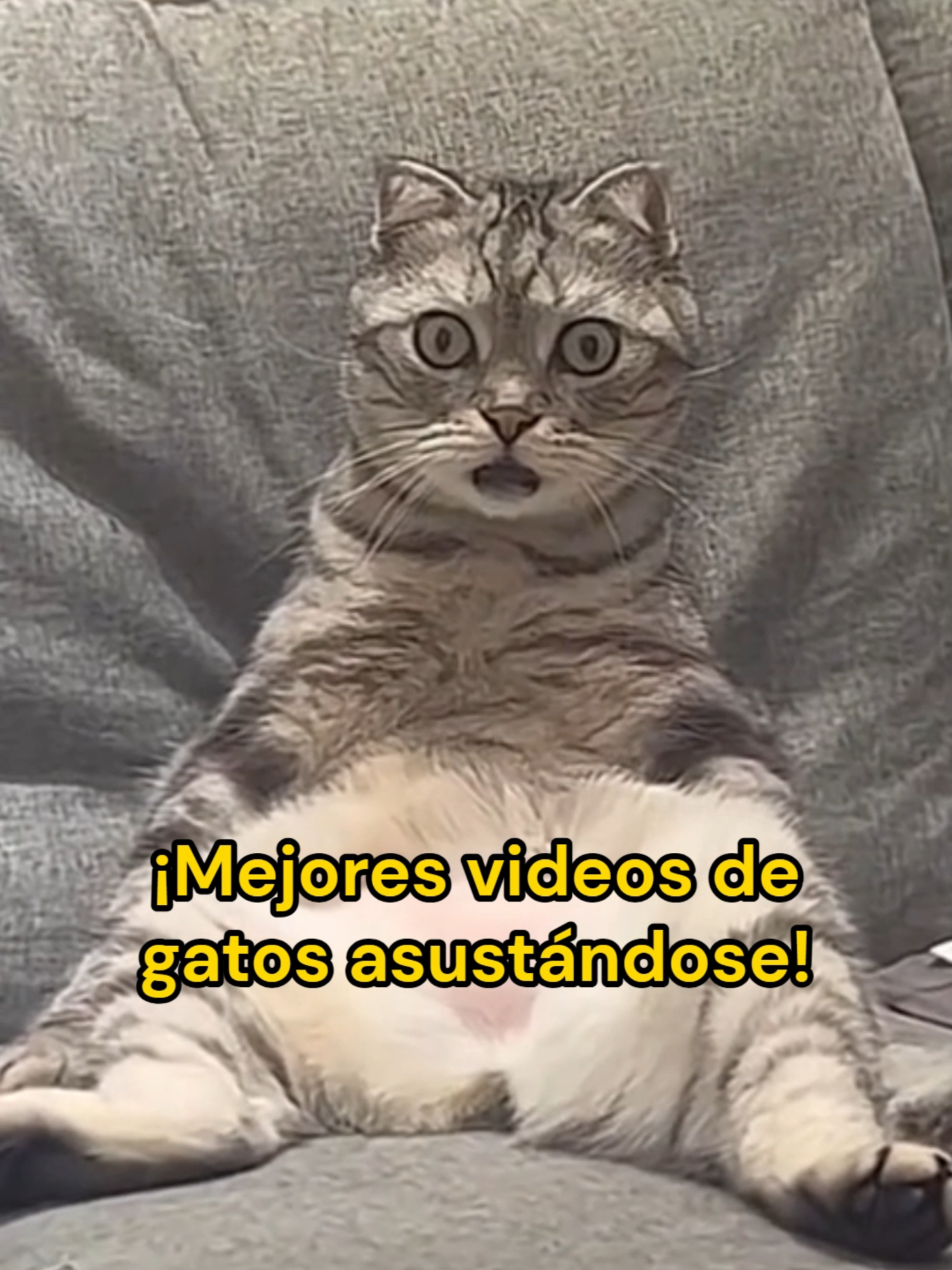 @Mi Mascota Feliz