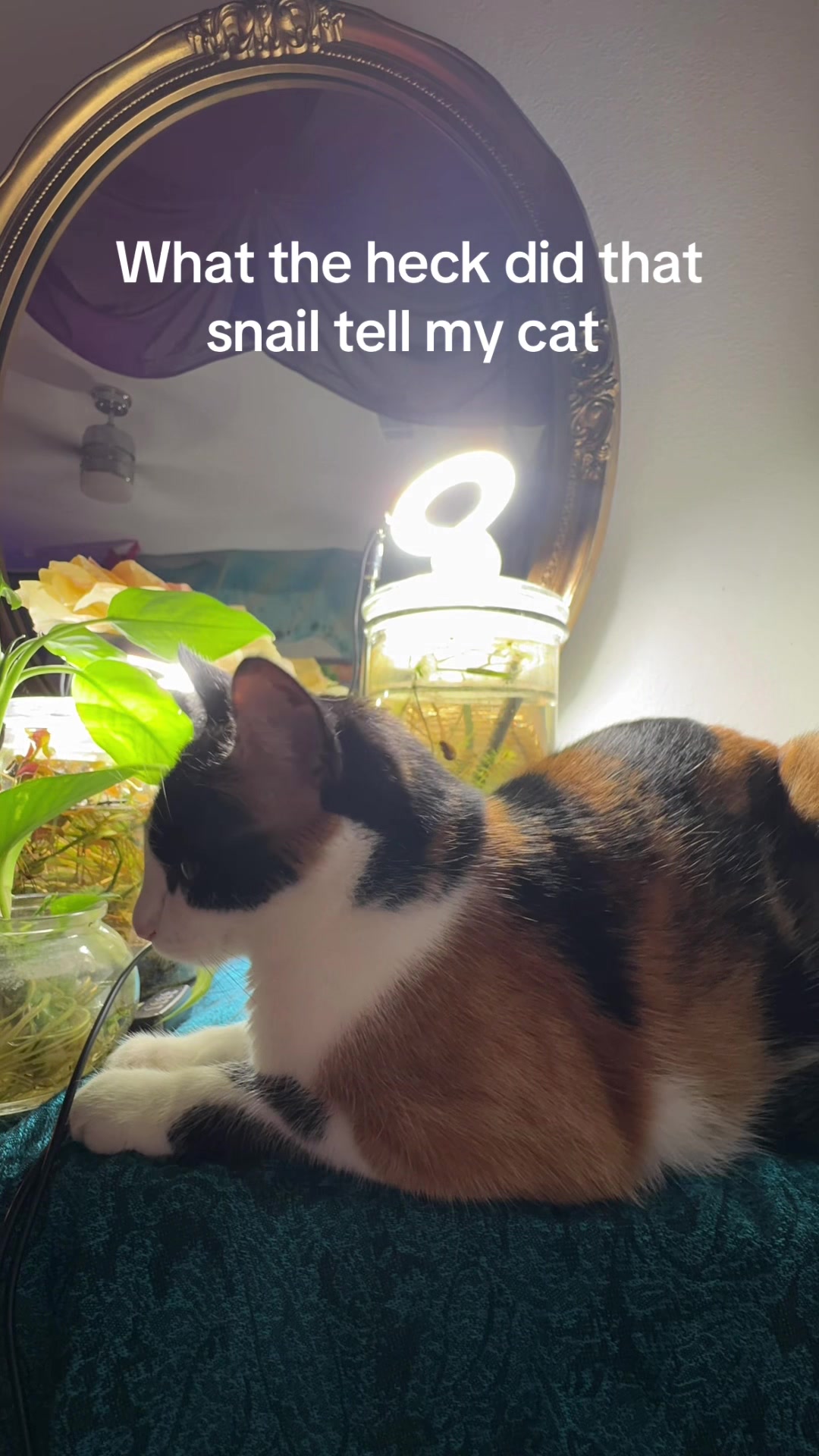 @imiiicat