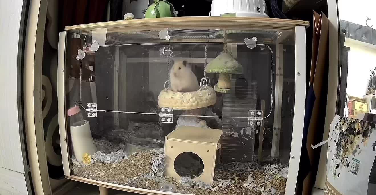 @chips.hamster