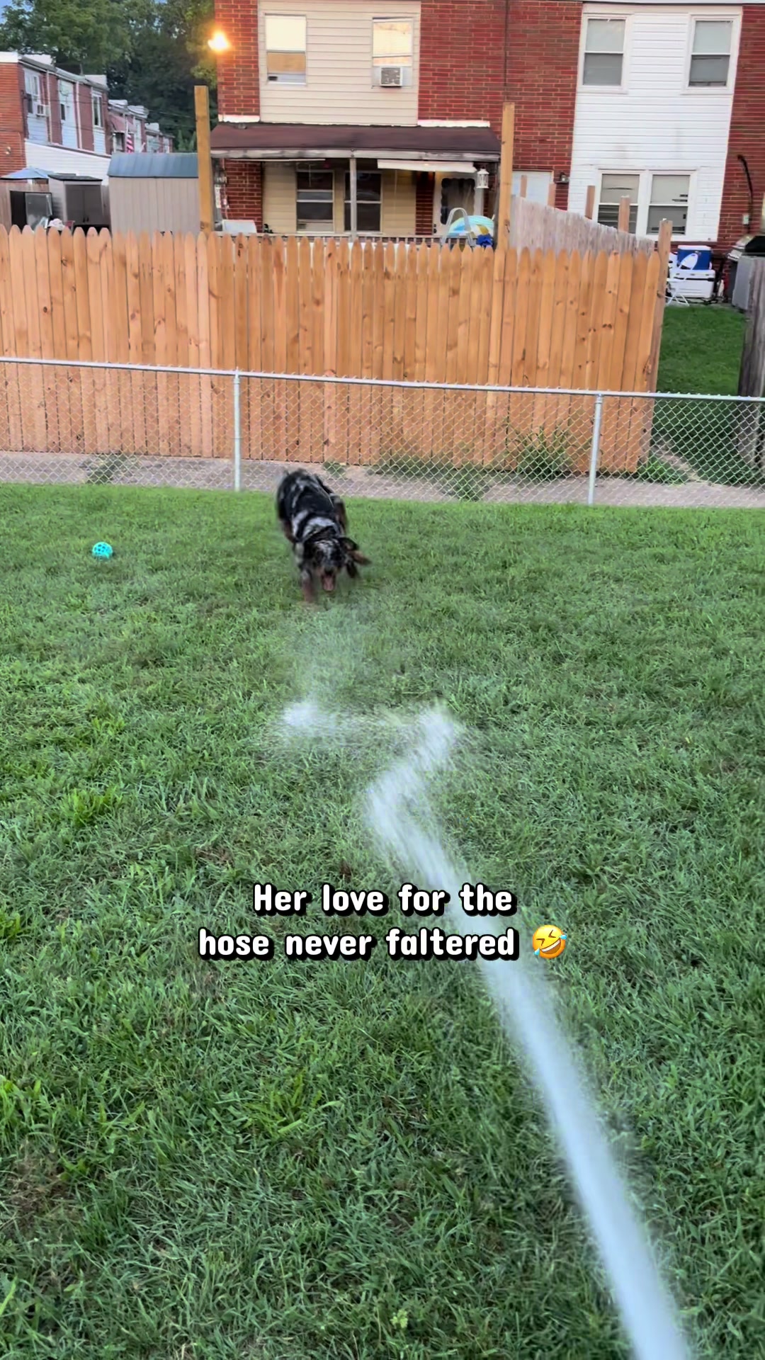 @valkyrie.the.beauceron