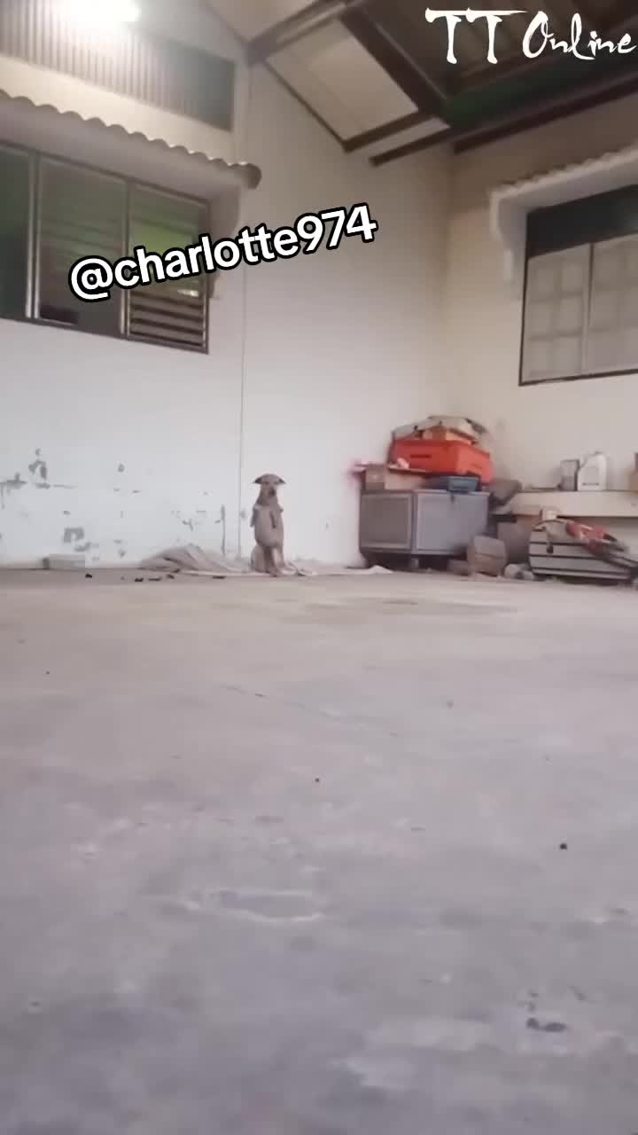 @Charlotte🐕&zwj;🦺🐈🐕🦬🐐🐎🐄🐒