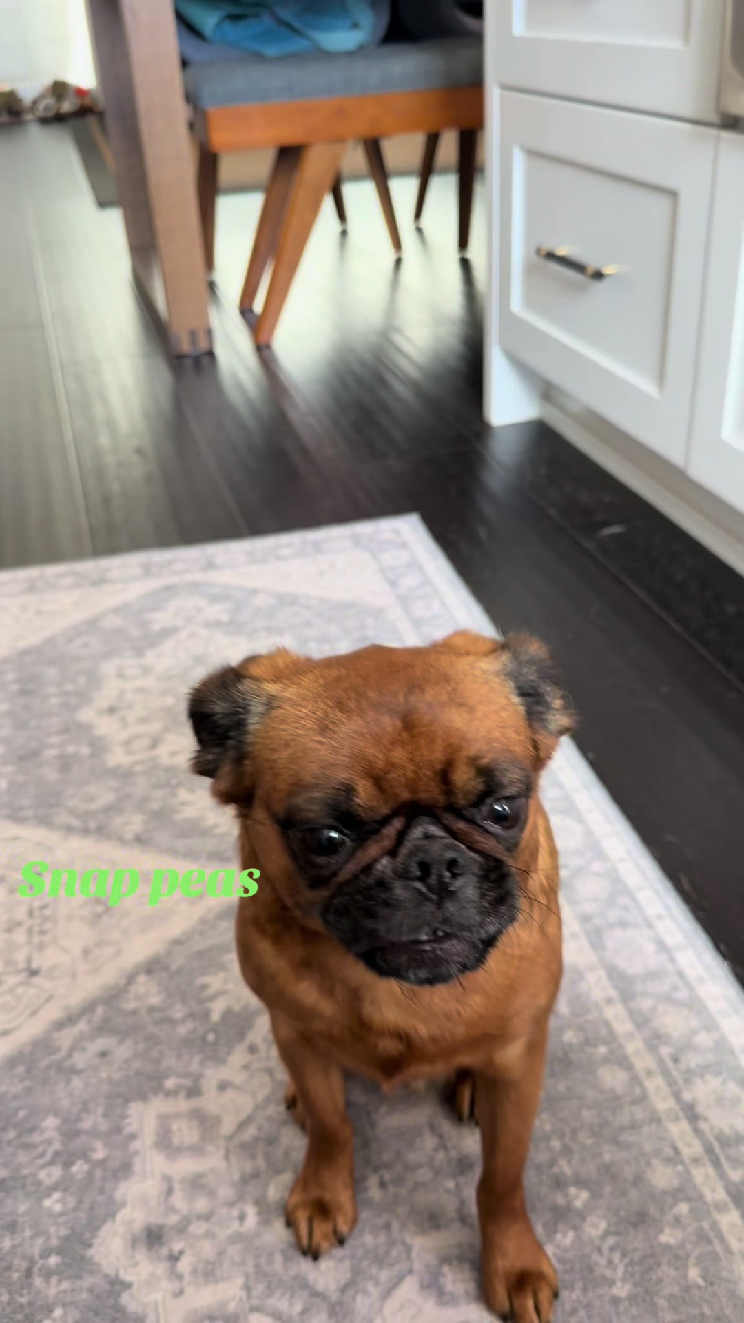 @thedoguepile