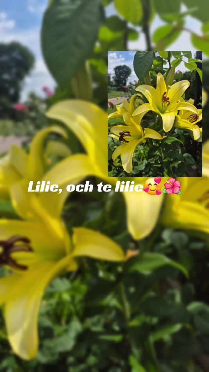@🦁🌺🪻aasia🌺🪻