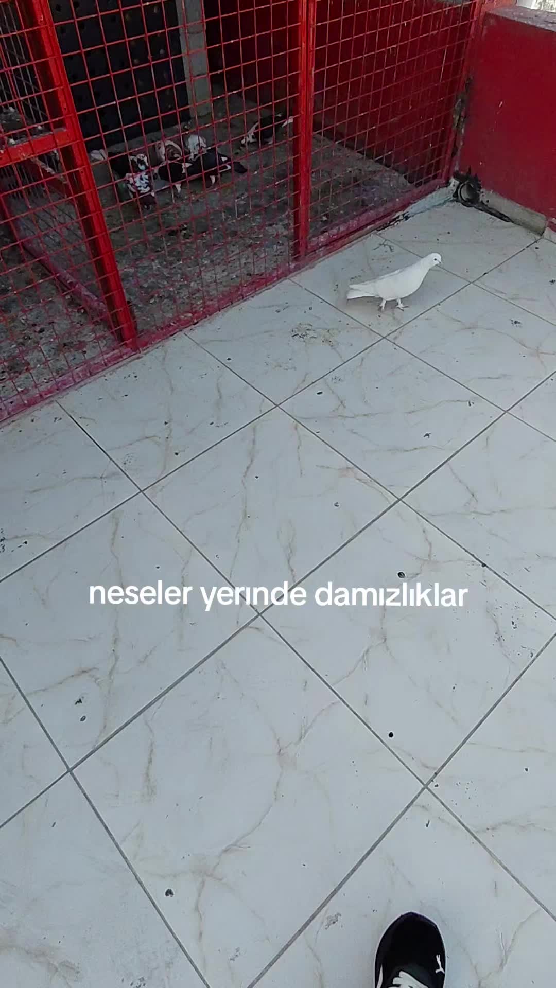 @mersinli.0233