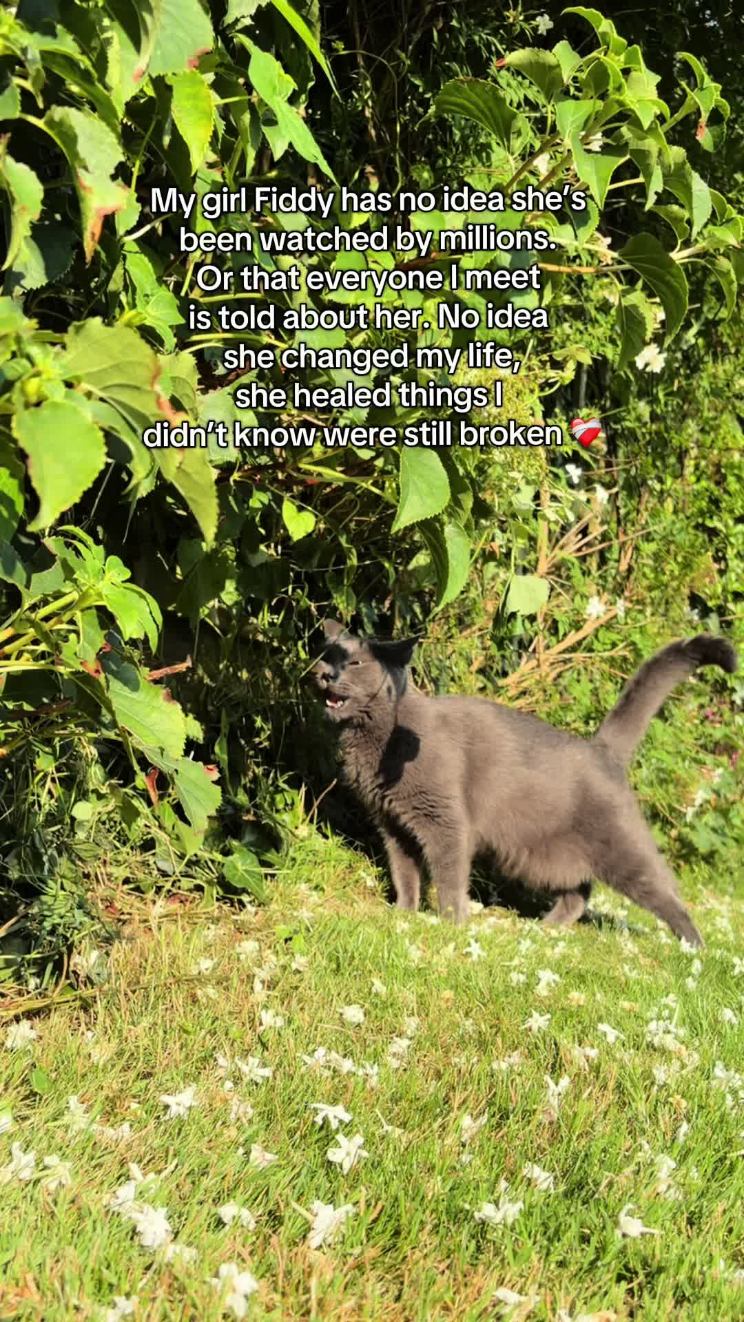 @Flowercat 🌸
