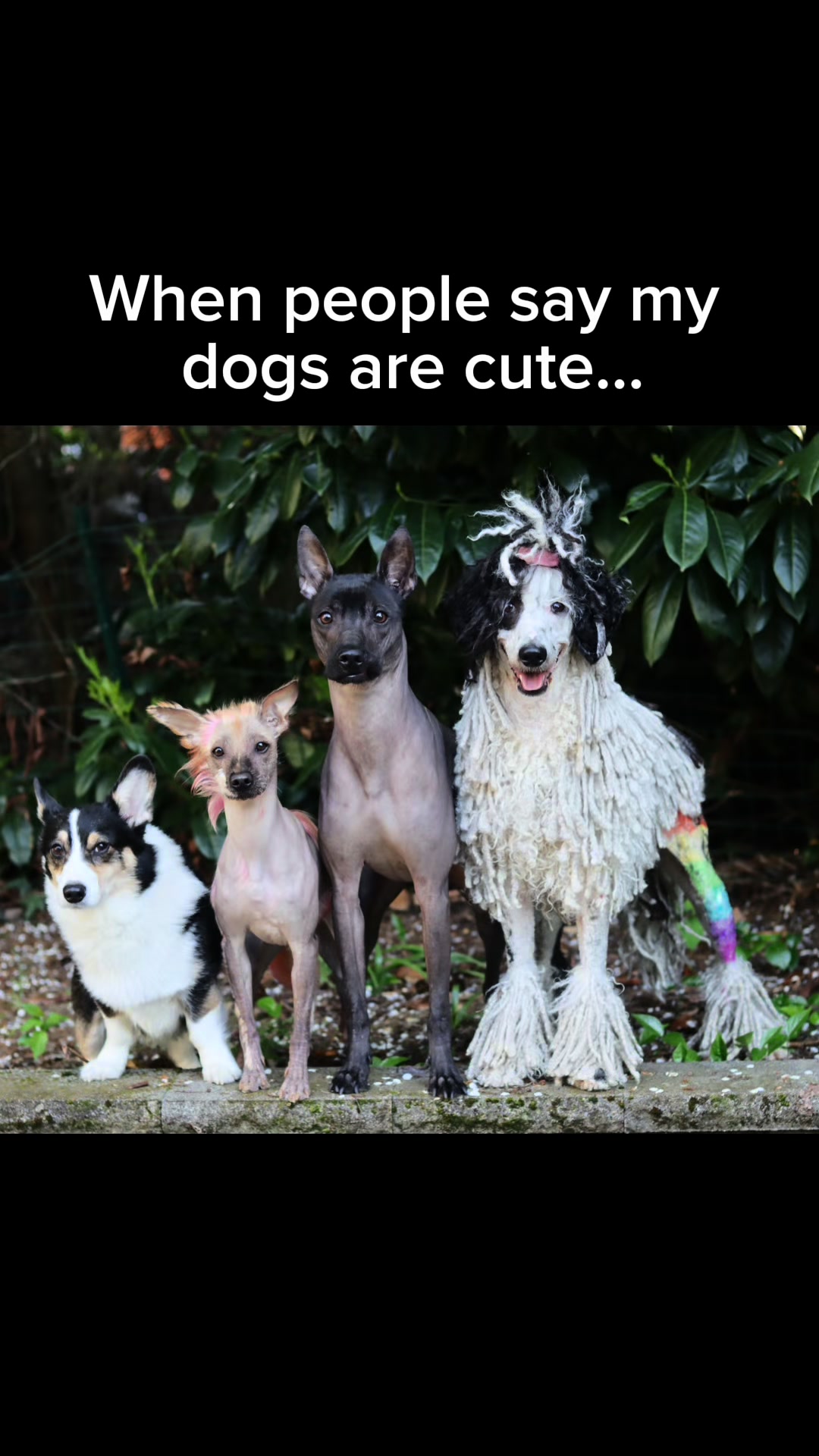 @MaslowTheTrickCorgi & Friends