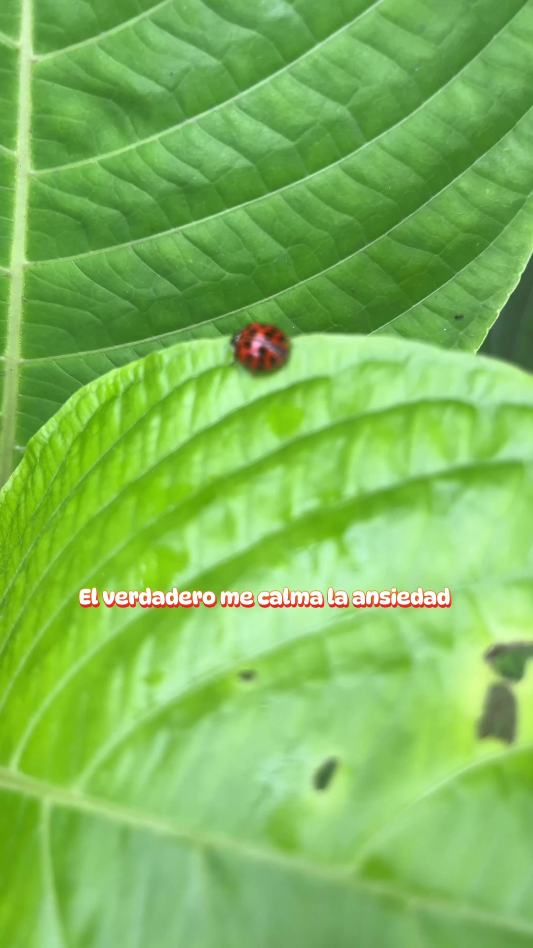 @veracruzmarysol