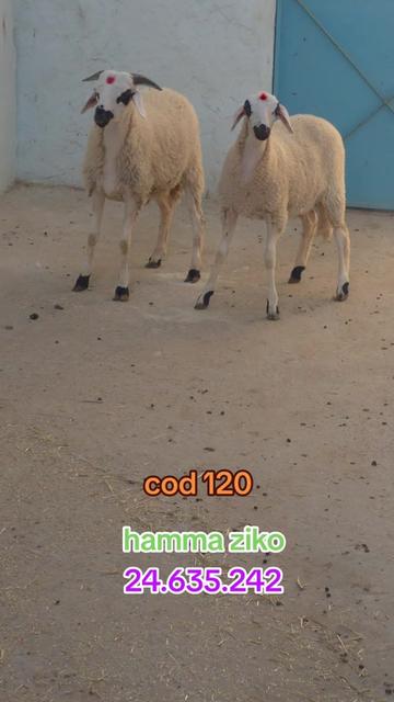 @hamma ziko