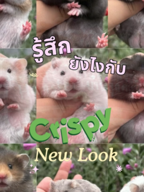 @WelovepetsbyPamornchaiSupply
