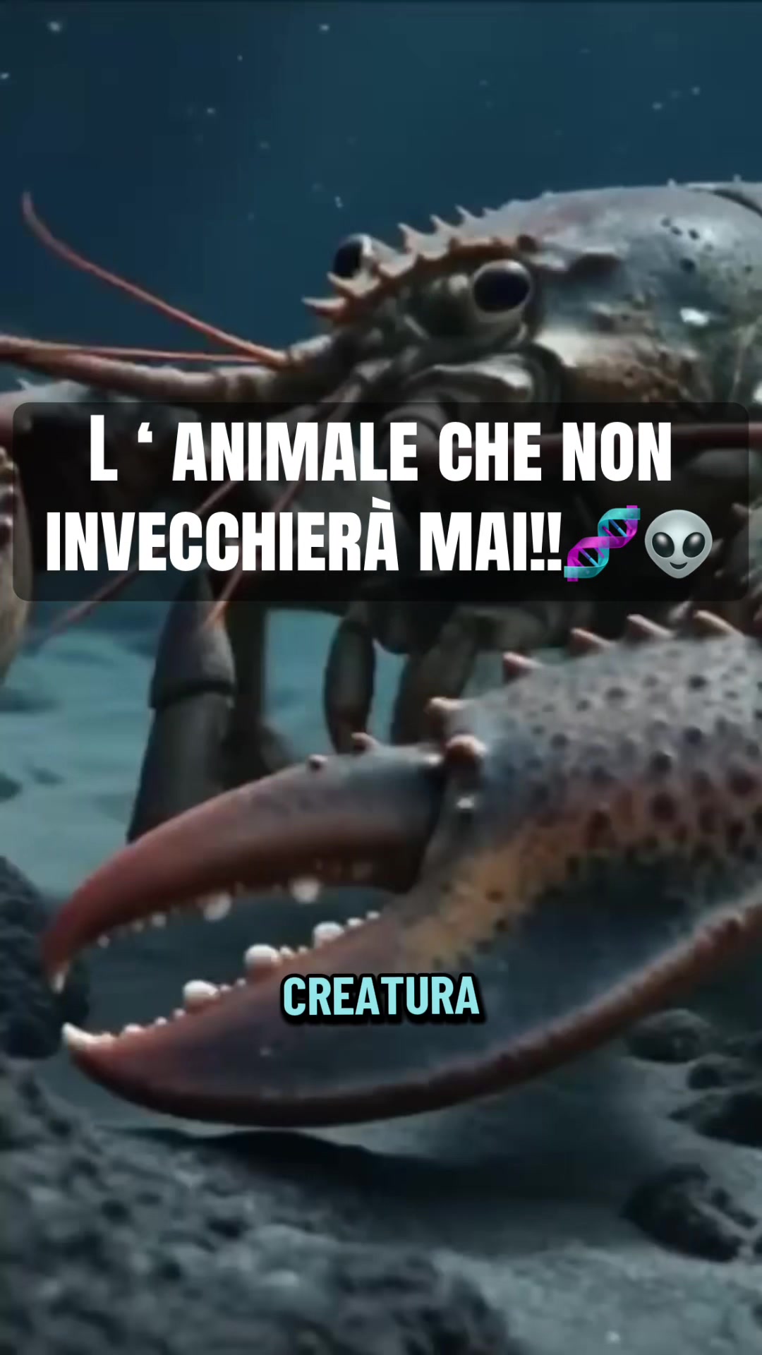 @AnimalAI