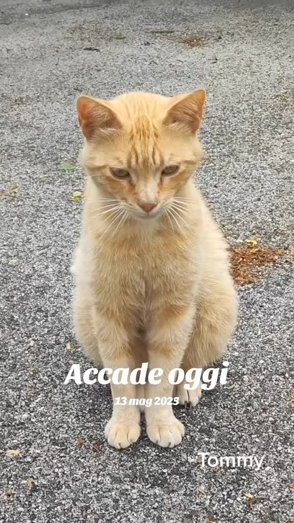 @Narcisi Rossi🐈&zwj;⬛🫧🫧🐾