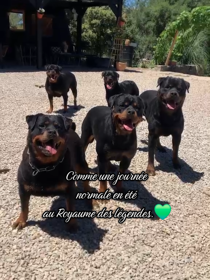 @Laetitia FACHETTi Rottweiler
