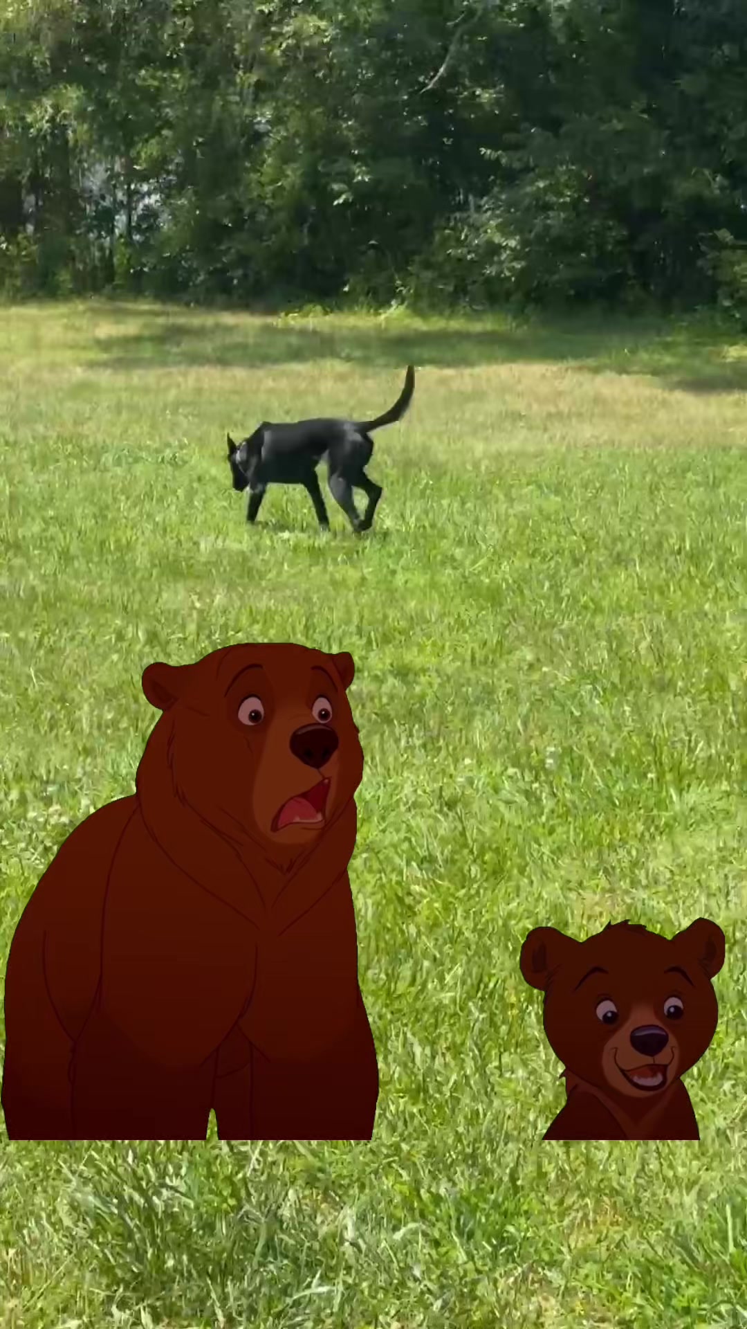 @Ncringdogs