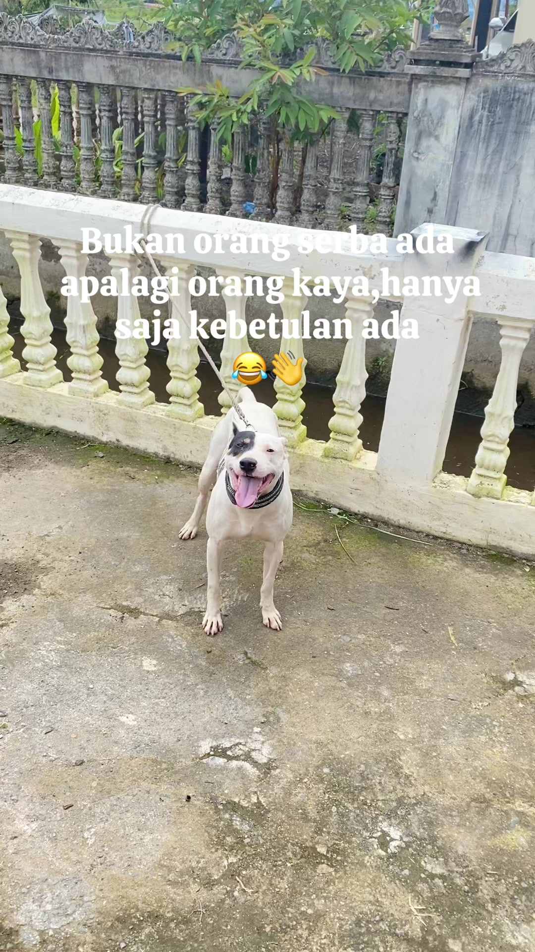 @Jabua