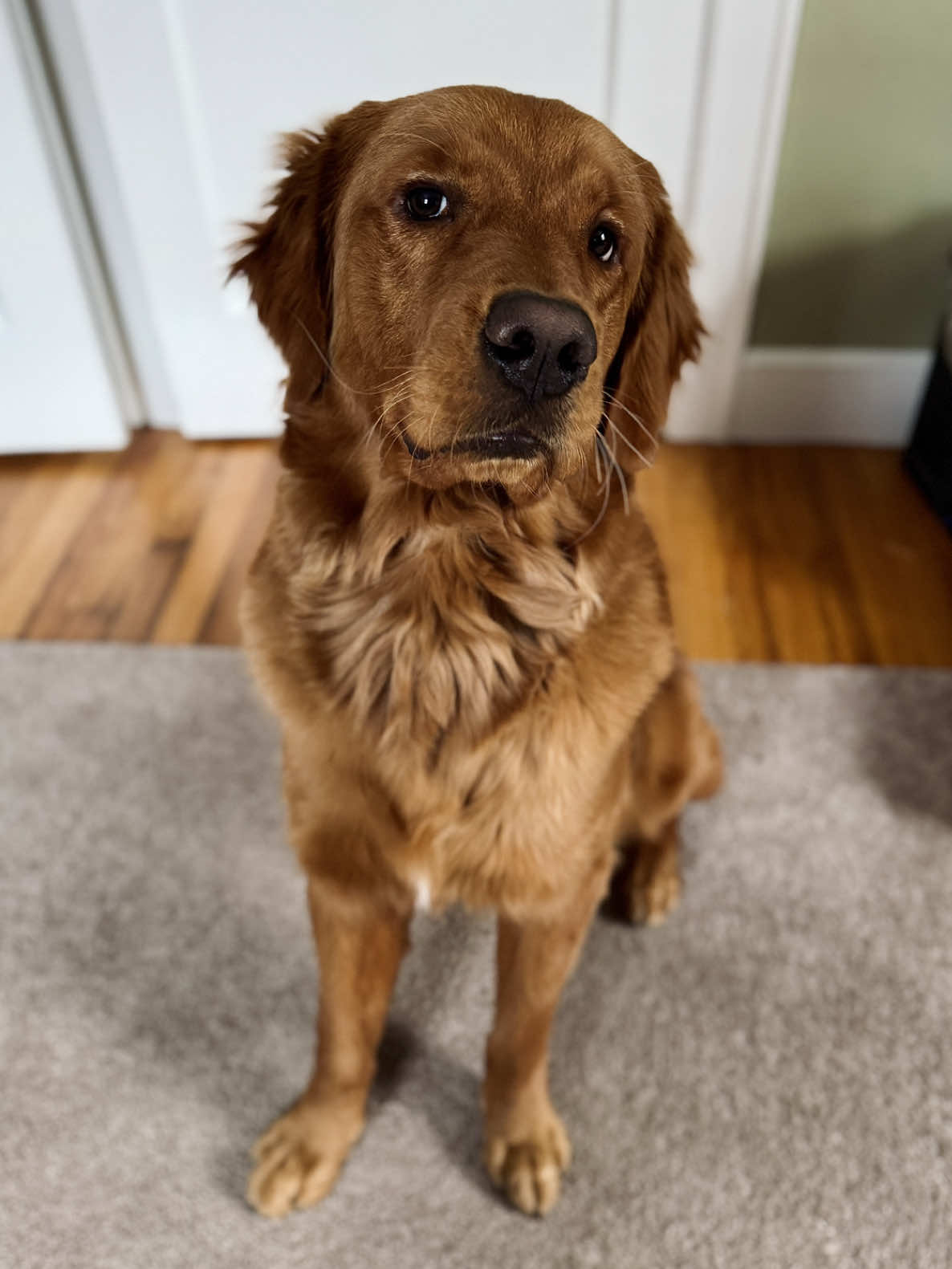 @Rooster The Red Retriever
