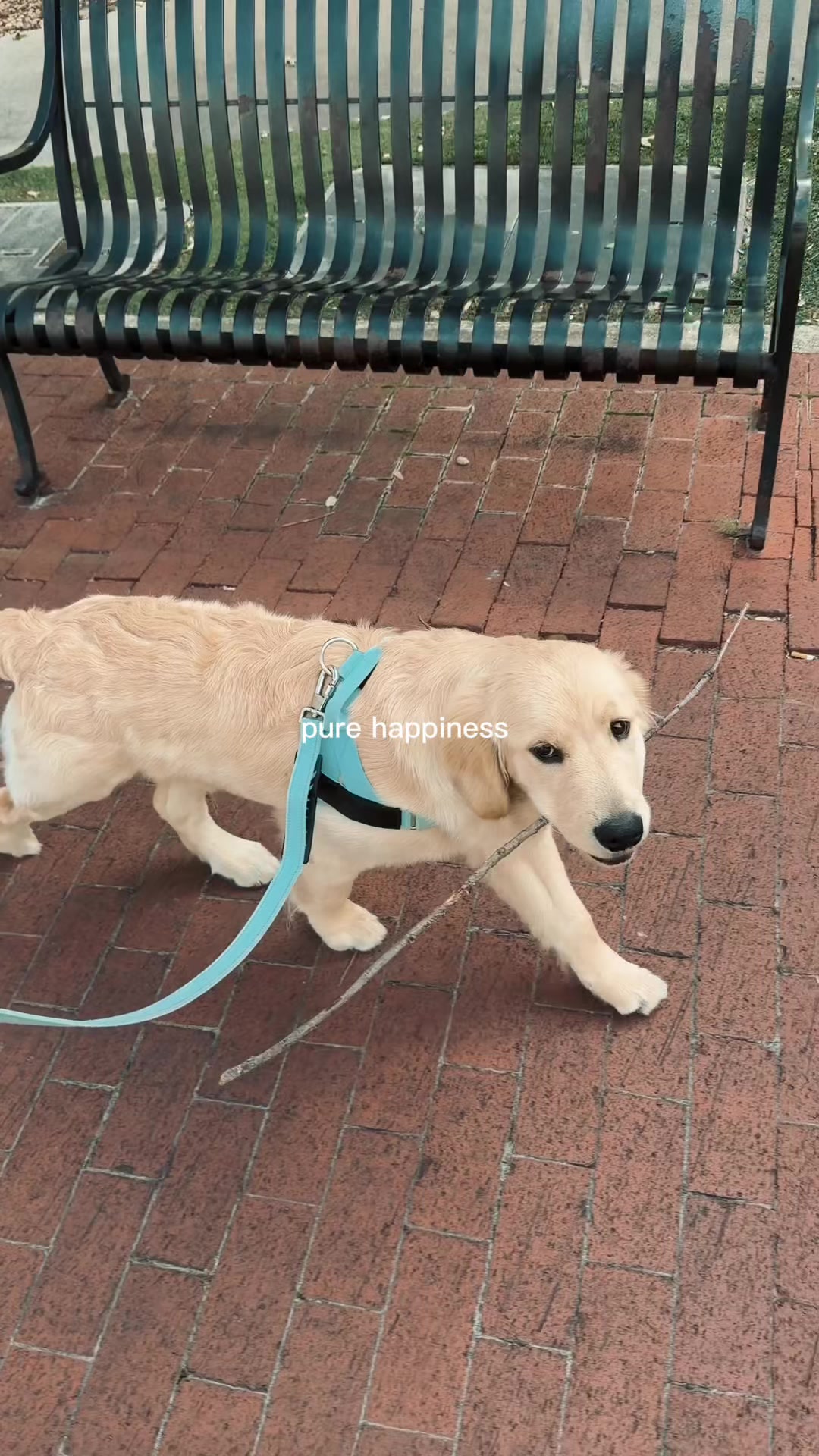 @Luca the Golden