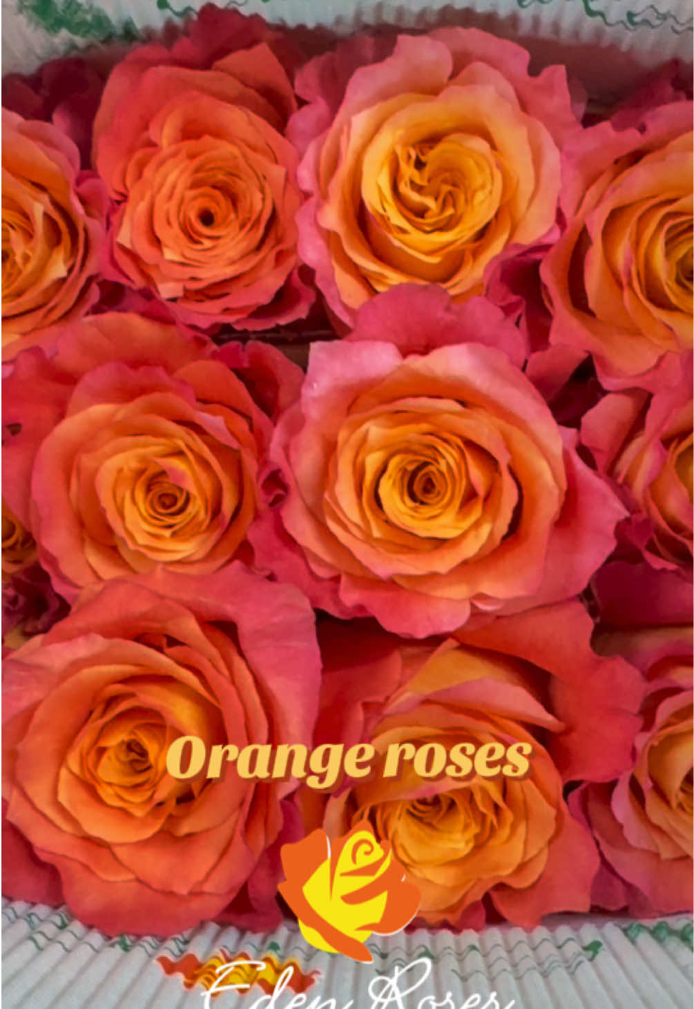 @Eden Roses