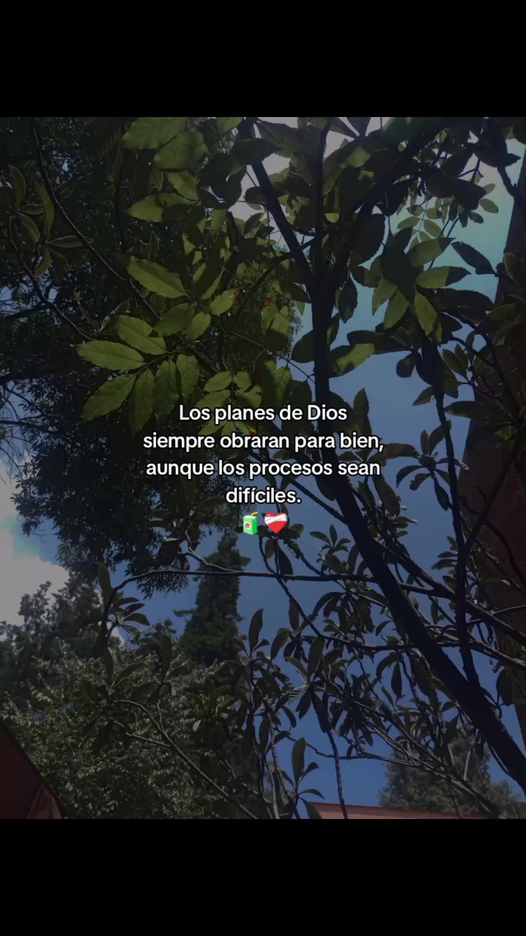 @paubonii