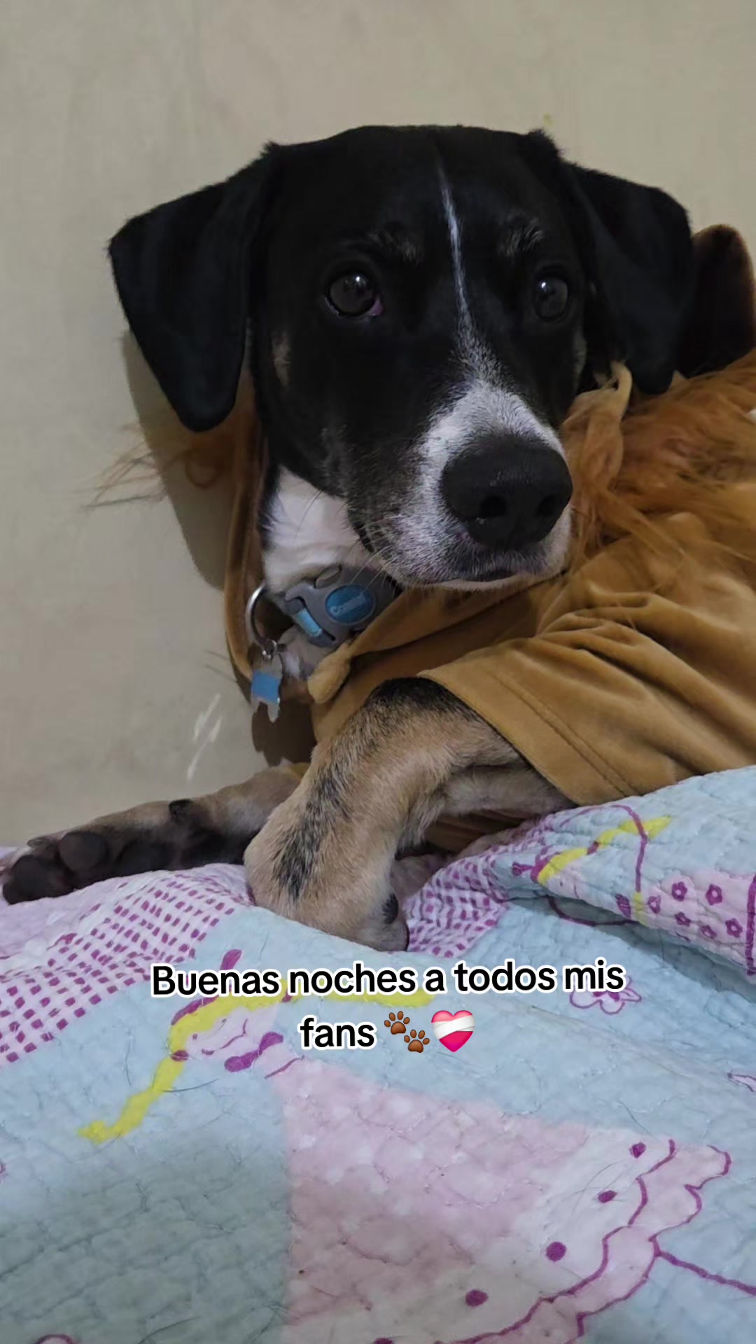 @Thor y Linda 🐾🐕❤️