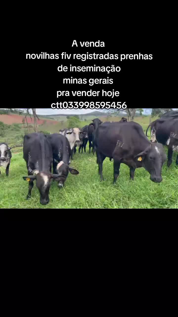@marketing_do_gado