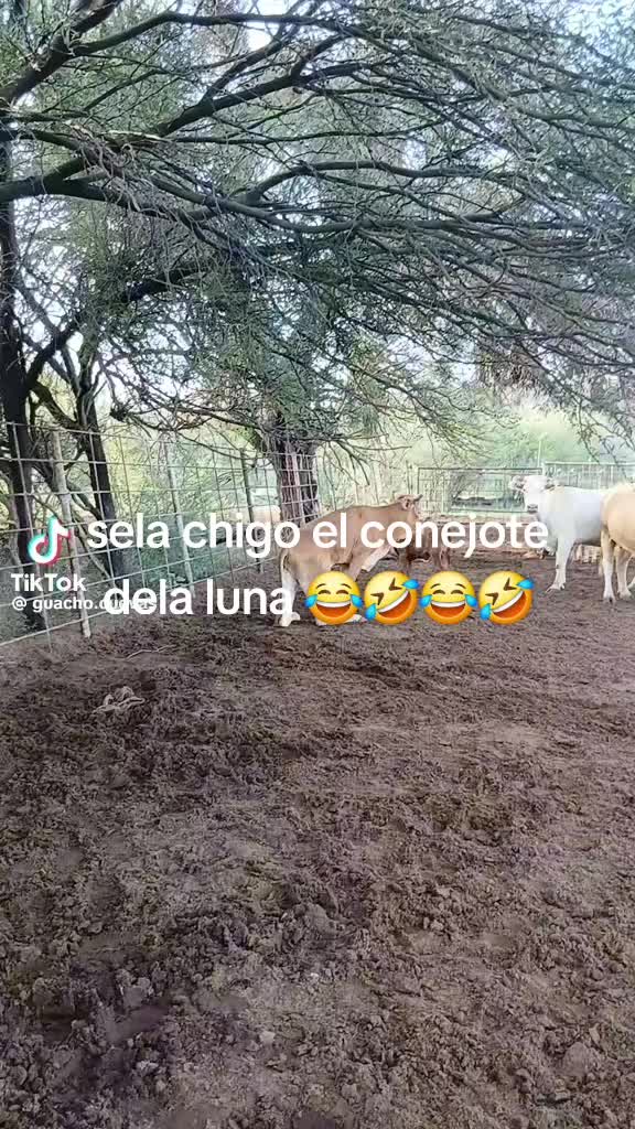 @👍🙏🙏🙏🙋✈️🗝 El chivito🐐🐬