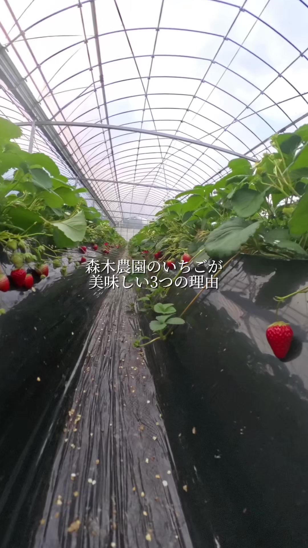 @森木農園