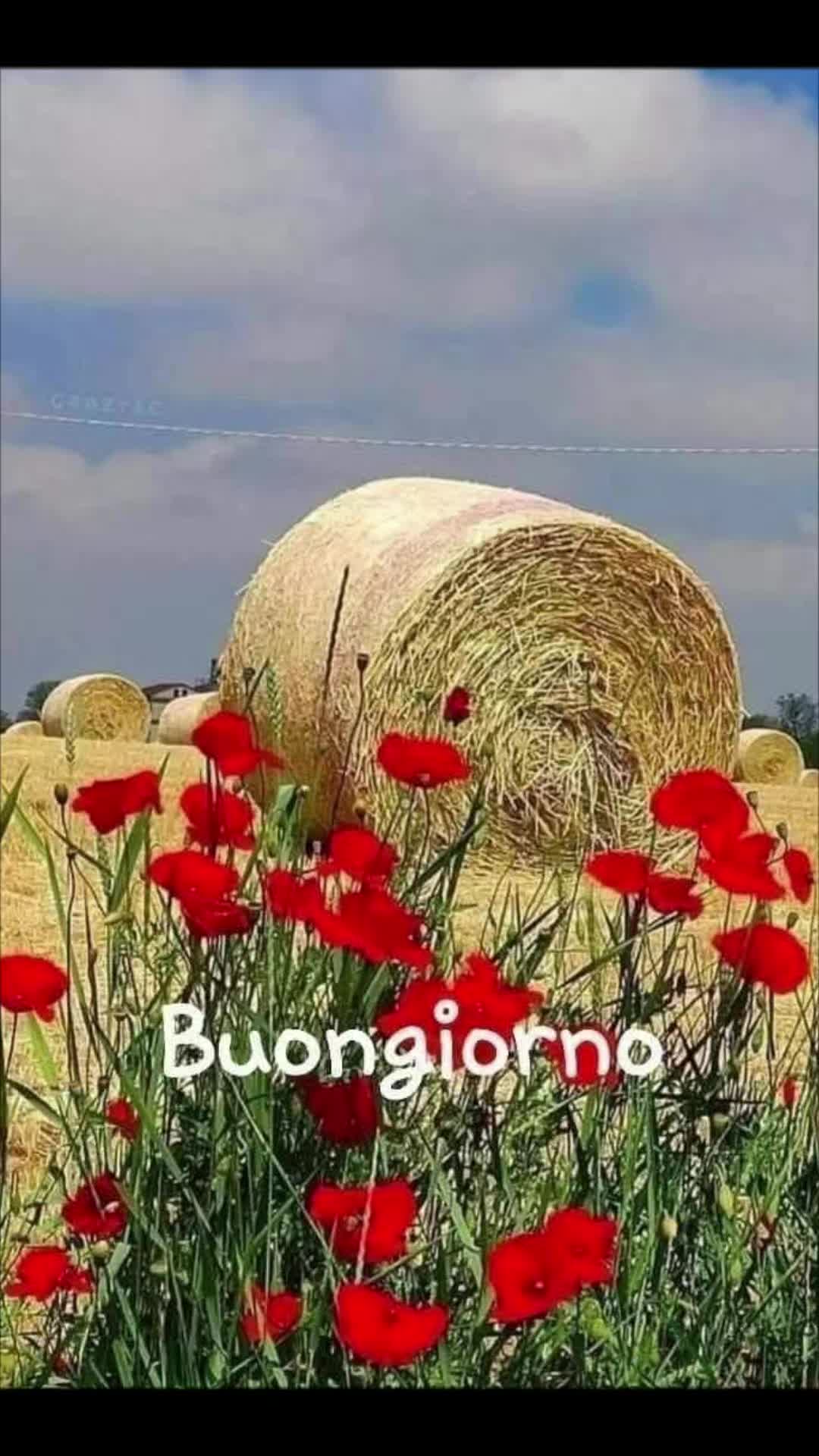 @Giuseppina Grippo