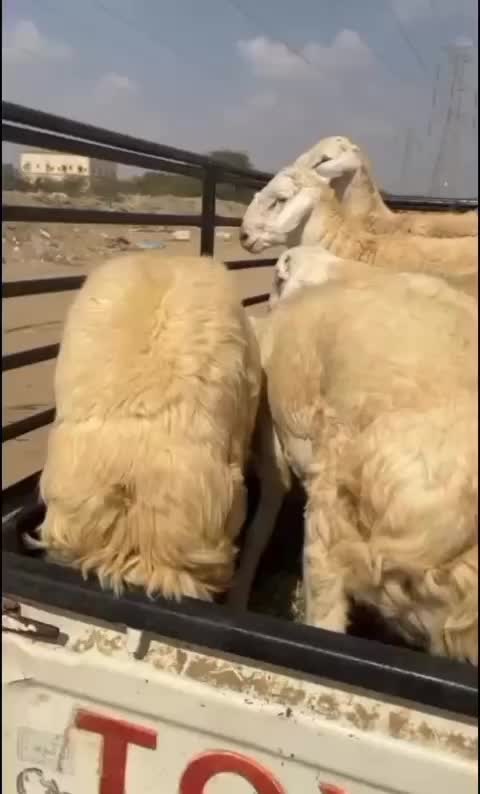 @محمد