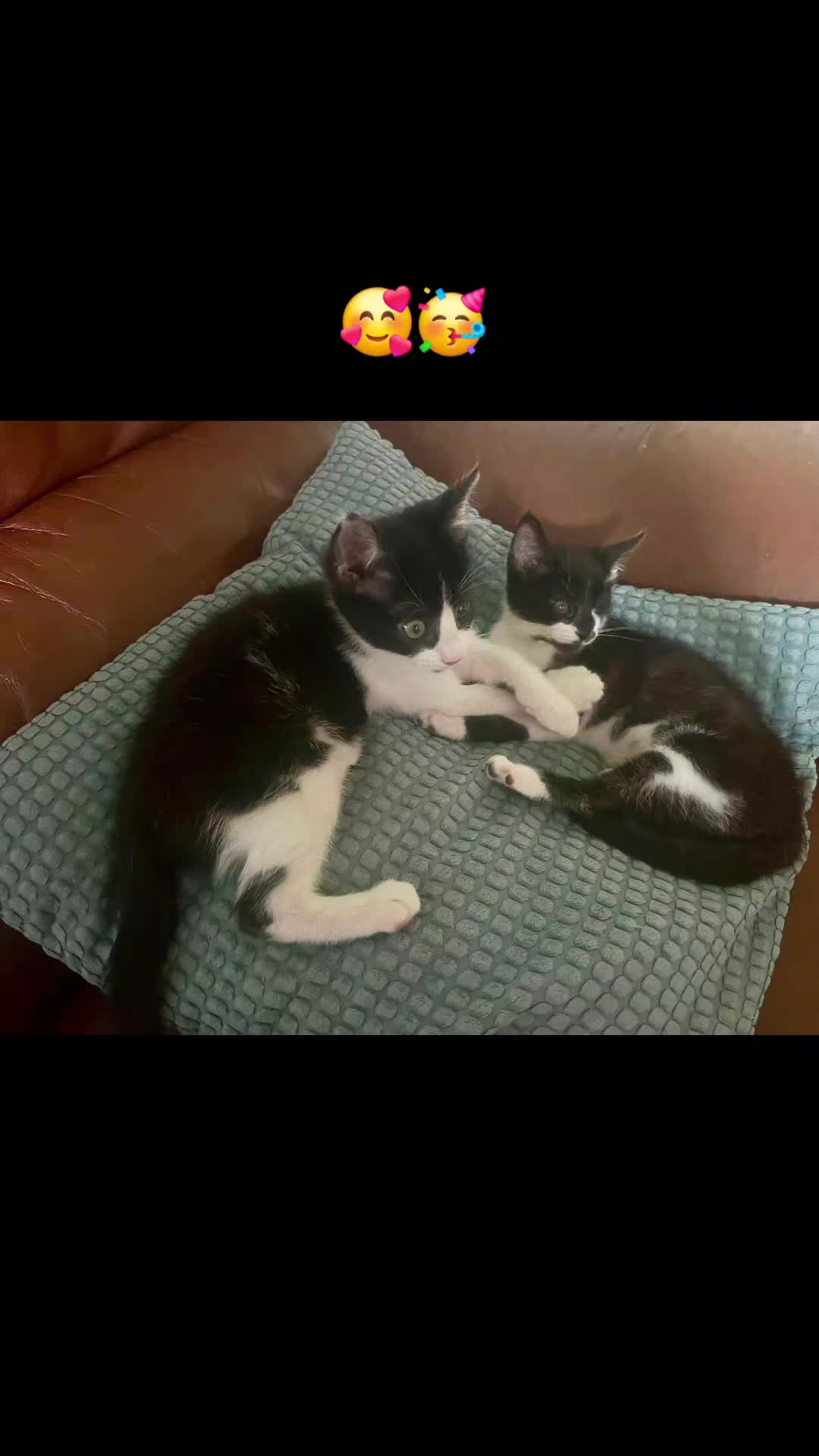 @Glossop Cat Rescue