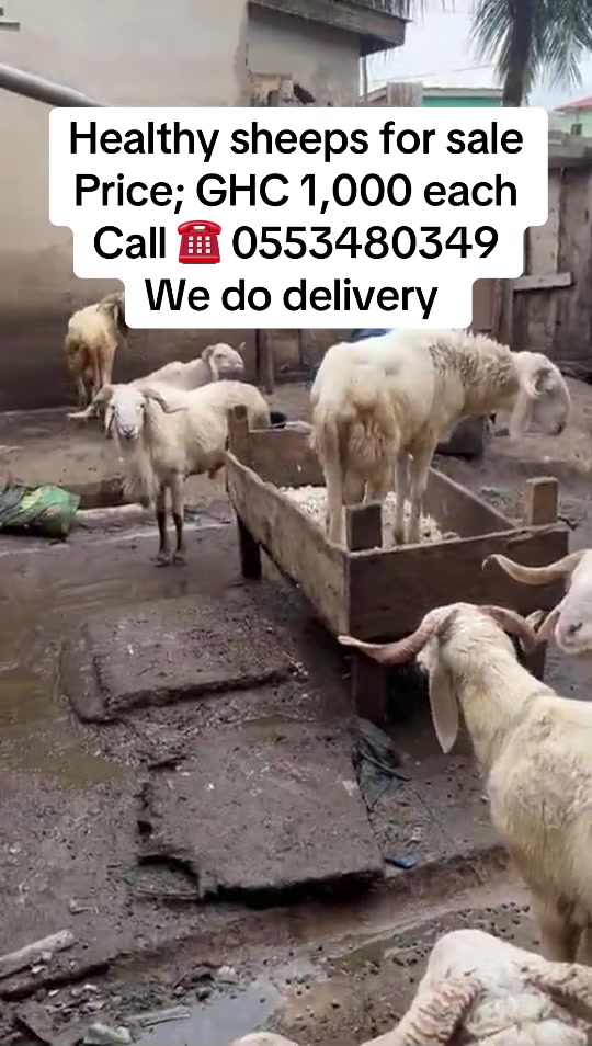 @alhajialhassan05