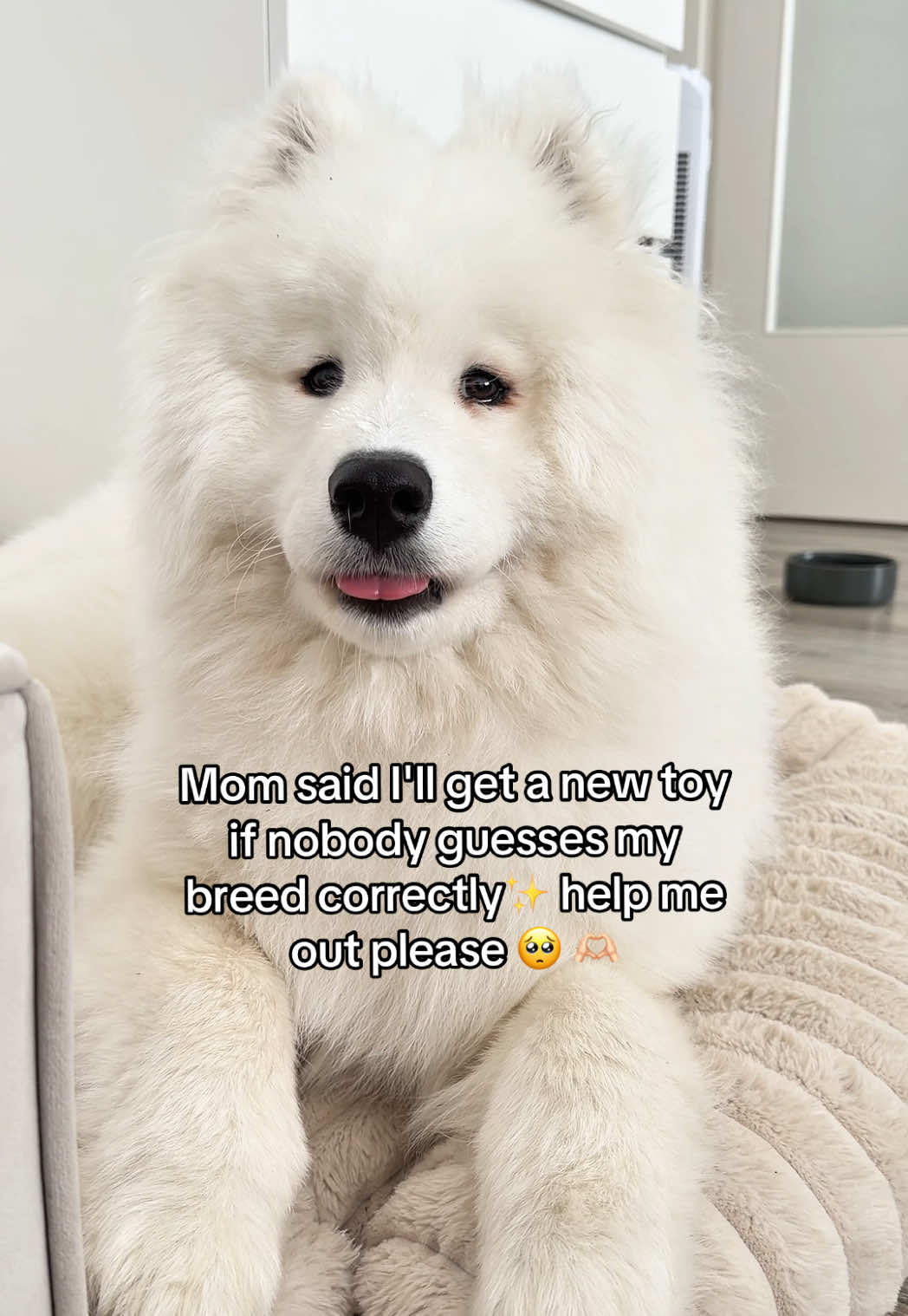 @snowydayswithlio