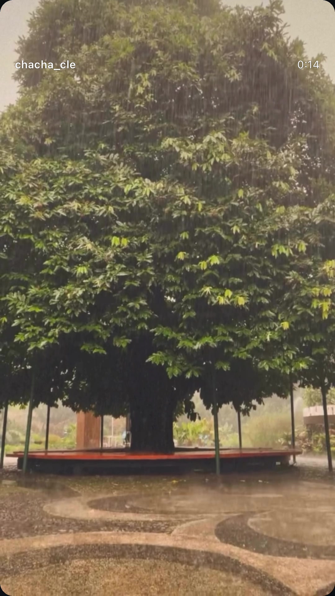 @Virgo Agustus
